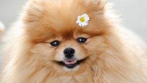 Preview wallpaper dog, flower, fluffy, muzzle, cute