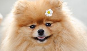 Preview wallpaper dog, flower, fluffy, muzzle, cute