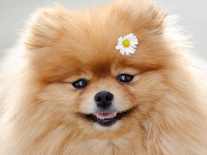 Preview wallpaper dog, flower, fluffy, muzzle, cute