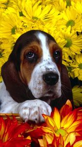Preview wallpaper dog, flowers, basset, sitting, ears