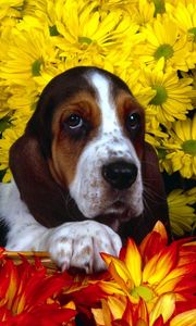 Preview wallpaper dog, flowers, basset, sitting, ears