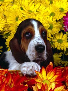 Preview wallpaper dog, flowers, basset, sitting, ears