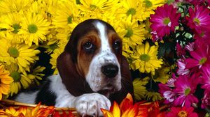 Preview wallpaper dog, flowers, basset, sitting, ears