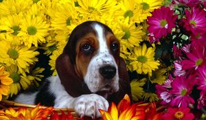 Preview wallpaper dog, flowers, basset, sitting, ears