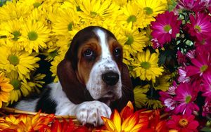 Preview wallpaper dog, flowers, basset, sitting, ears