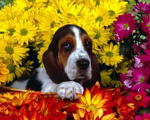 Preview wallpaper dog, flowers, basset, sitting, ears