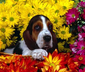 Preview wallpaper dog, flowers, basset, sitting, ears