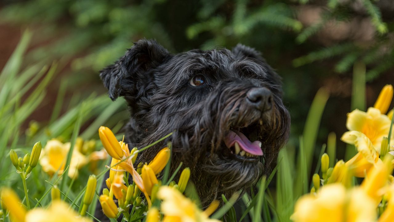 Wallpaper dog, flowers, face, protruding tongue