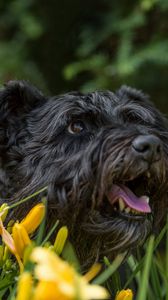 Preview wallpaper dog, flowers, face, protruding tongue