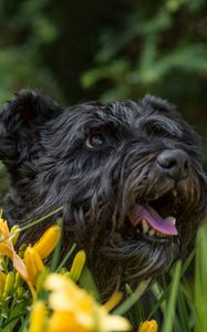 Preview wallpaper dog, flowers, face, protruding tongue