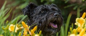 Preview wallpaper dog, flowers, face, protruding tongue