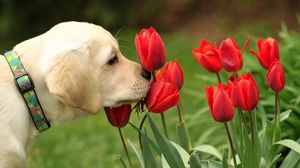 Preview wallpaper dog, flowers, nature