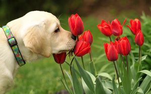 Preview wallpaper dog, flowers, nature