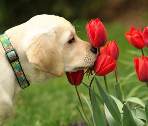 Preview wallpaper dog, flowers, nature