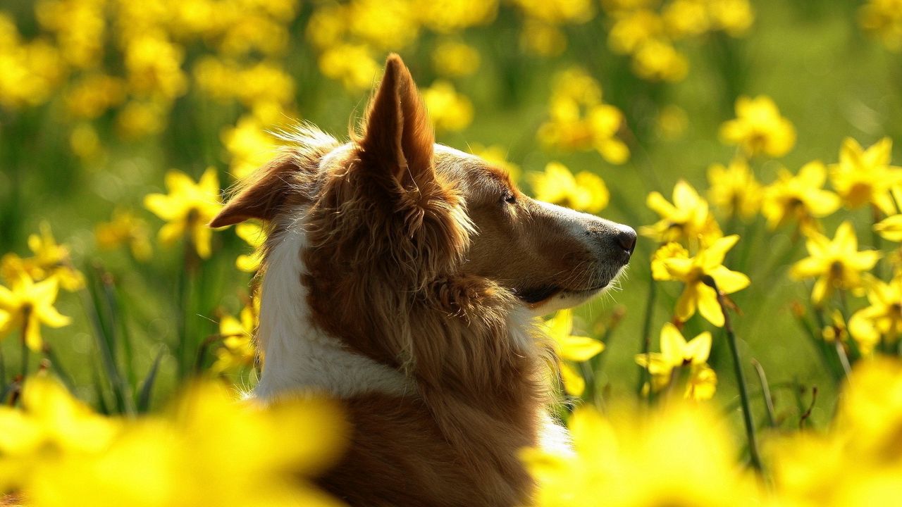 Wallpaper dog, flowers, sunshine
