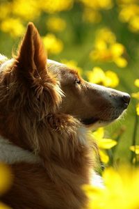 Preview wallpaper dog, flowers, sunshine