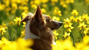 Preview wallpaper dog, flowers, sunshine