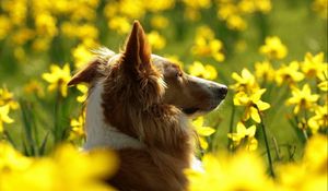 Preview wallpaper dog, flowers, sunshine