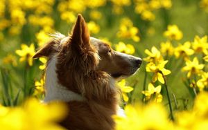 Preview wallpaper dog, flowers, sunshine