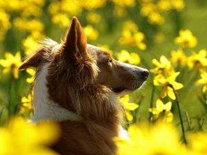 Preview wallpaper dog, flowers, sunshine