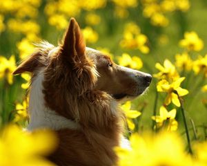 Preview wallpaper dog, flowers, sunshine