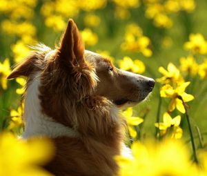 Preview wallpaper dog, flowers, sunshine