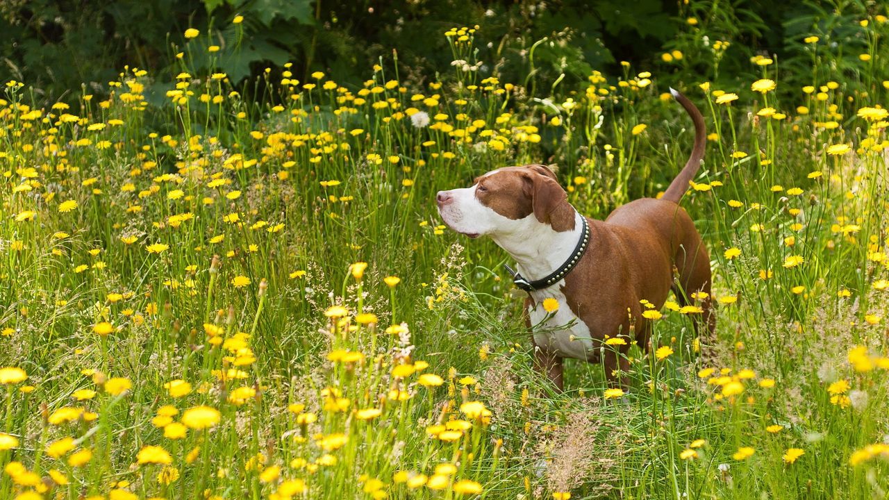 Wallpaper dog, flowers, walk, shepherd