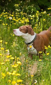 Preview wallpaper dog, flowers, walk, shepherd