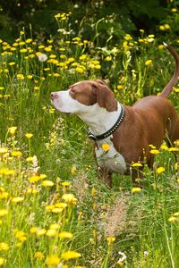 Preview wallpaper dog, flowers, walk, shepherd