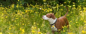 Preview wallpaper dog, flowers, walk, shepherd