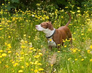 Preview wallpaper dog, flowers, walk, shepherd