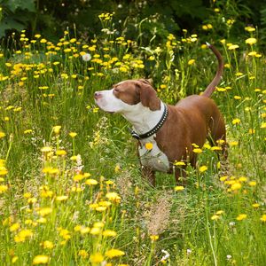 Preview wallpaper dog, flowers, walk, shepherd