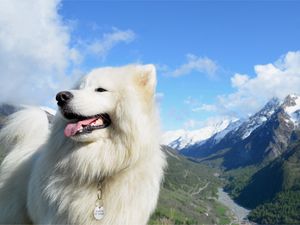 Preview wallpaper dog, fluffy, background, tongue