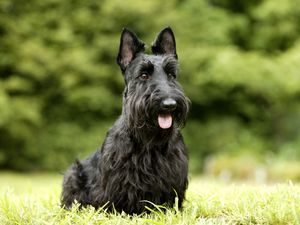 Preview wallpaper dog, fluffy, face, grass, sit, relax