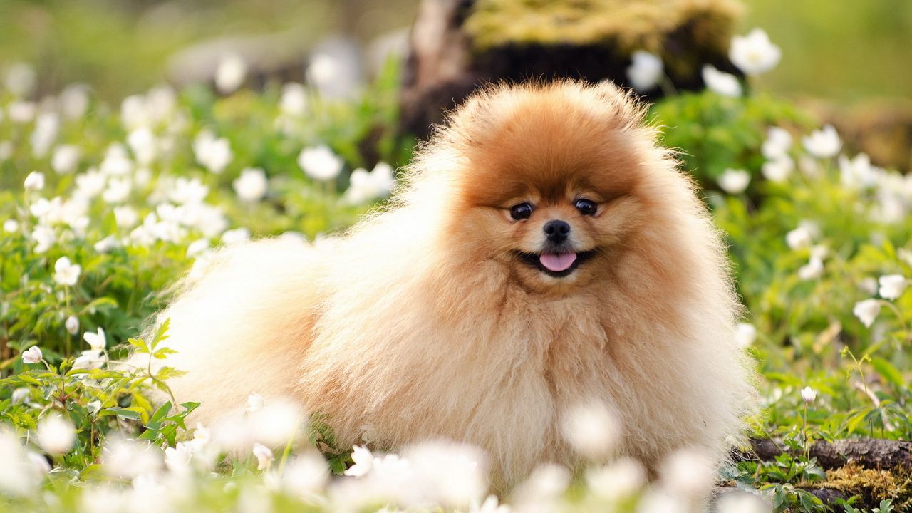 Wallpaper dog, fluffy, face, grass, blurring