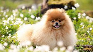 Preview wallpaper dog, fluffy, face, grass, blurring