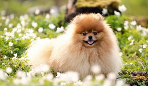 Preview wallpaper dog, fluffy, face, grass, blurring