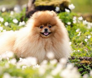 Preview wallpaper dog, fluffy, face, grass, blurring