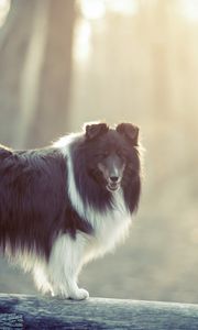 Preview wallpaper dog, fluffy, fog, colored, timber