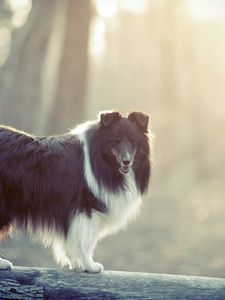 Preview wallpaper dog, fluffy, fog, colored, timber