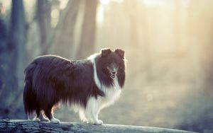 Preview wallpaper dog, fluffy, fog, colored, timber