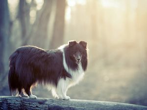 Preview wallpaper dog, fluffy, fog, colored, timber