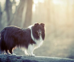 Preview wallpaper dog, fluffy, fog, colored, timber