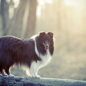 Preview wallpaper dog, fluffy, fog, colored, timber