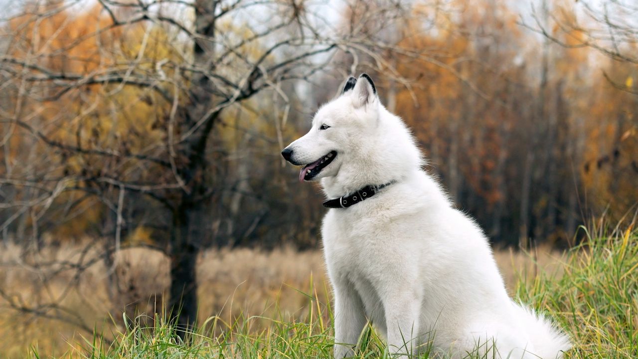 Wallpaper dog, fluffy, forest, autumn, grass, leisure