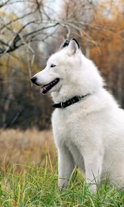 Preview wallpaper dog, fluffy, forest, autumn, grass, leisure