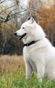 Preview wallpaper dog, fluffy, forest, autumn, grass, leisure