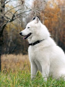 Preview wallpaper dog, fluffy, forest, autumn, grass, leisure