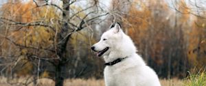 Preview wallpaper dog, fluffy, forest, autumn, grass, leisure