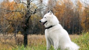 Preview wallpaper dog, fluffy, forest, autumn, grass, leisure